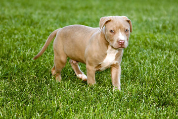 Breaking the Breed Stigma: Why Pit Bulls Make Great Pets