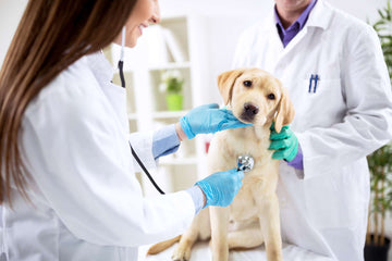 A Healthy Start: The Importance of Veterinary Care for Shelter Dogs