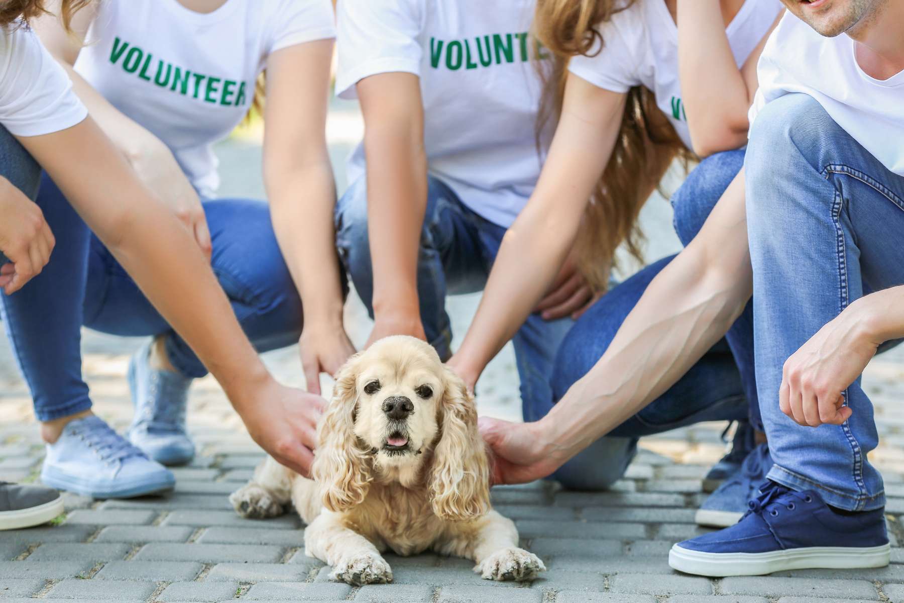 It Takes a Village: The Role of Community Support in Pet Adoption