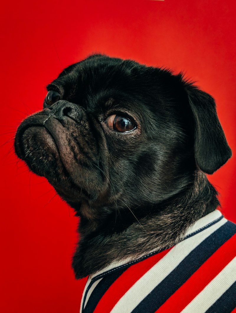 Decoding Your Rescue Dog cover